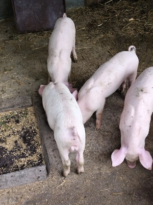 Vand purcei rasa carne - imagine 3