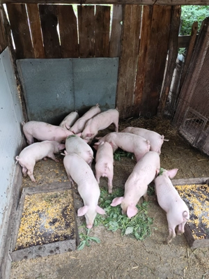 Vand purcei rasa carne