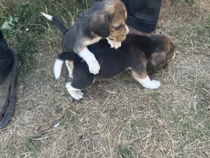 Puiuți beagle - imagine 3