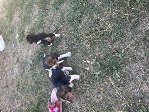 Puiuți beagle - imagine 2
