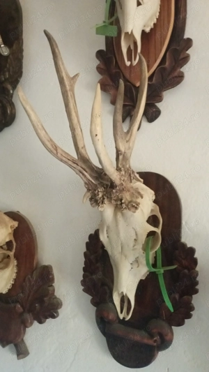 Trofeu căprior, anomalii interesante - imagine 2