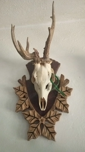 Trofeu căprior, anomalii interesante - imagine 3