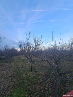 vand casa 3 camere snagov 70 metri teren 325 la 99000 euro - imagine 3 vand casa 3 camere snagov 70 metri teren 325 la 99000 euro - imagine 3