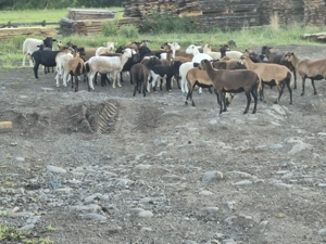 Oi camerun si oi metis camerun x dorper