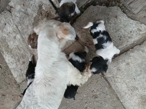 Vând Bichon Maltez foarte jucăuși  - imagine 2 Vând Bichon Maltez foarte jucăuși  - imagine 2