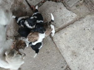 Vând Bichon Maltez foarte jucăuși 