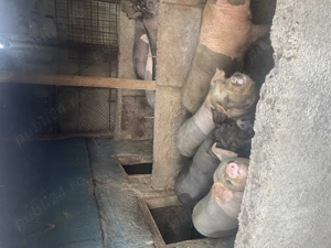 Vând porci pentru taiat - imagine 2