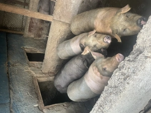 Vând porci pentru taiat
