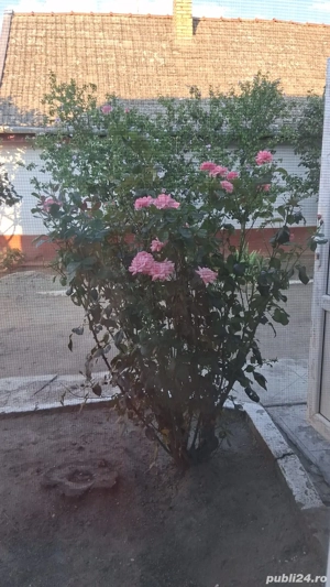 Casa vanzare Pecica - imagine 8