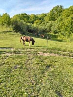 Vând mânză ponei cu căruța și ham