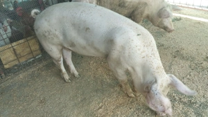 Purcei de carne diferite rase