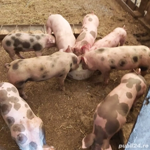 purcei de rasa frumosi  - imagine 3