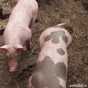 purcei de rasa frumosi  - imagine 2