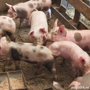 purcei de rasa frumosi 