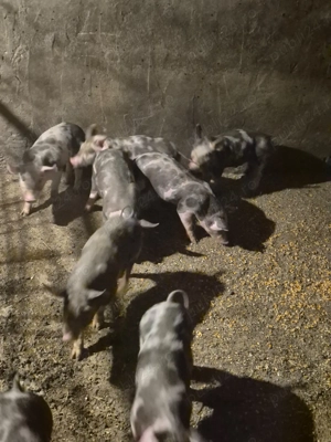 Purcei pietrain   - imagine 2 Purcei pietrain   - imagine 2