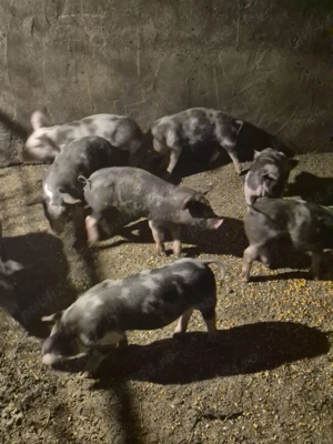 Purcei pietrain   - imagine 3 Purcei pietrain   - imagine 3