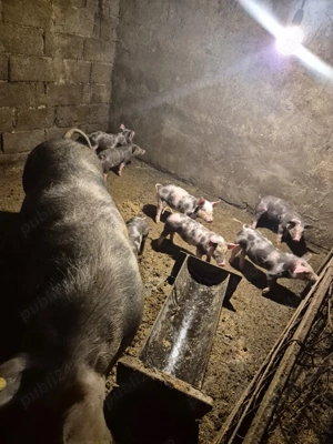 Purcei pietrain   - imagine 4 Purcei pietrain   - imagine 4