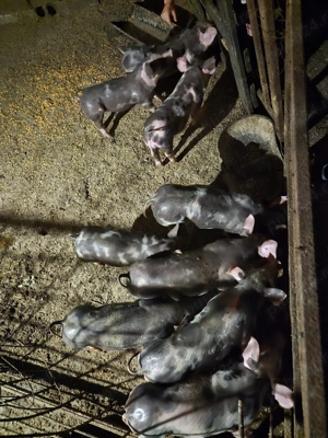 Purcei pietrain   - imagine 5 Purcei pietrain   - imagine 5