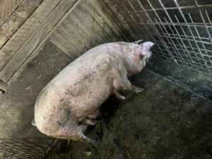 Porc pentru sacrificat  - imagine 3