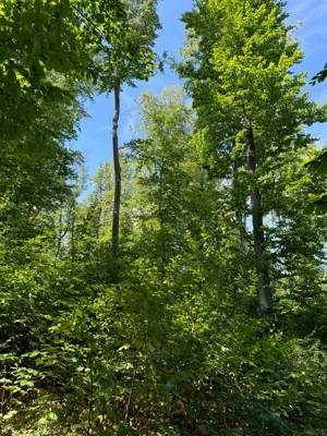 Vand teren cu padure in Vrancea comuna Racoasa. - imagine 3