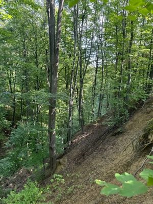 Vand teren cu padure in Vrancea comuna Racoasa. - imagine 2