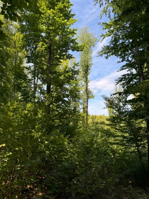 Vand teren cu padure in Vrancea comuna Racoasa.