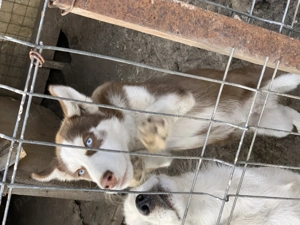 Vând pui husky femelă și mascul  - imagine 3