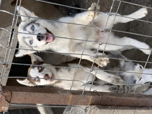 Vând pui husky femelă și mascul  - imagine 2