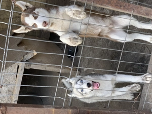 Vând pui husky femelă și mascul 