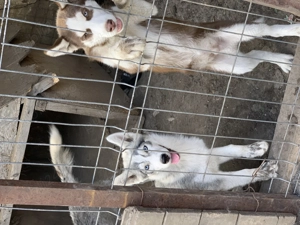 Vând pui husky femelă și mascul  - imagine 4