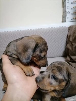 Căței teckel arlechin