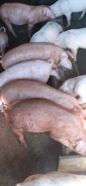 De vânzare  - imagine 3