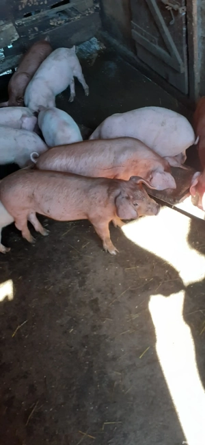 De vânzare  - imagine 2