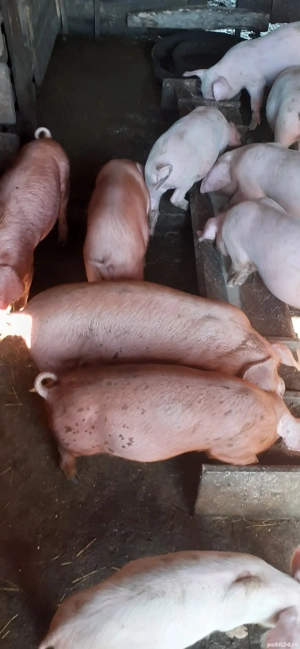 De vânzare  - imagine 4