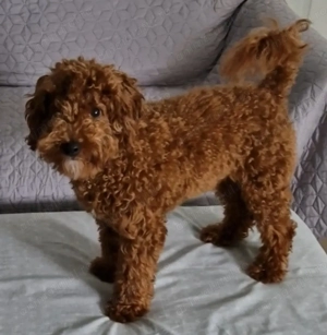 Cavapoo băiețel de vânzare 