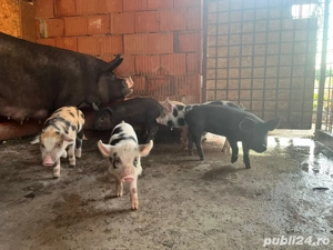 vand purcei de 9 saptamani