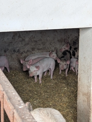 Purcei 12 Săptămâni +20 kg