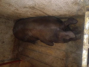 Vând porci urgent  - imagine 2