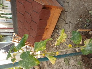 Casuta noua  catel - imagine 2