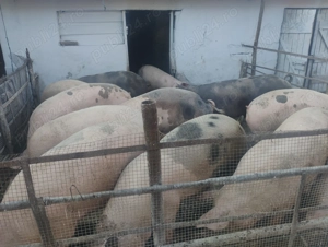 Vând porcii marele alb cu petrean 