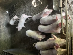 Purcei de vânzare  - imagine 2