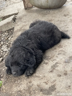 Ciobanesc Corb Original - imagine 4