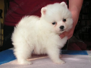 Pomeranian de calitate - furnizor autorizat