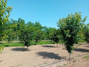 Proprietar vând sau schimb livadă  - imagine 10