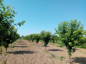 Proprietar vând sau schimb livadă mixtă  - imagine 2