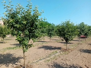 Proprietar vând sau schimb livadă  - imagine 8