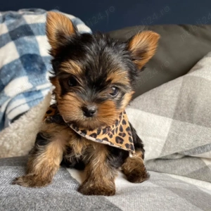 Căței Yorkshire Terrier Mini Toy, 2 luni, vaccinați, deparazitați, garanție veterinară 