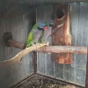 Vand papagali Kina - imagine 2