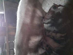 Purcei de vanzare rasa de carne  ,pietran cu marele alb  - imagine 3