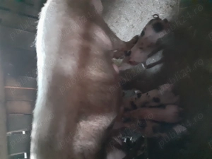 Purcei de vanzare rasa de carne  ,pietran cu marele alb  - imagine 2